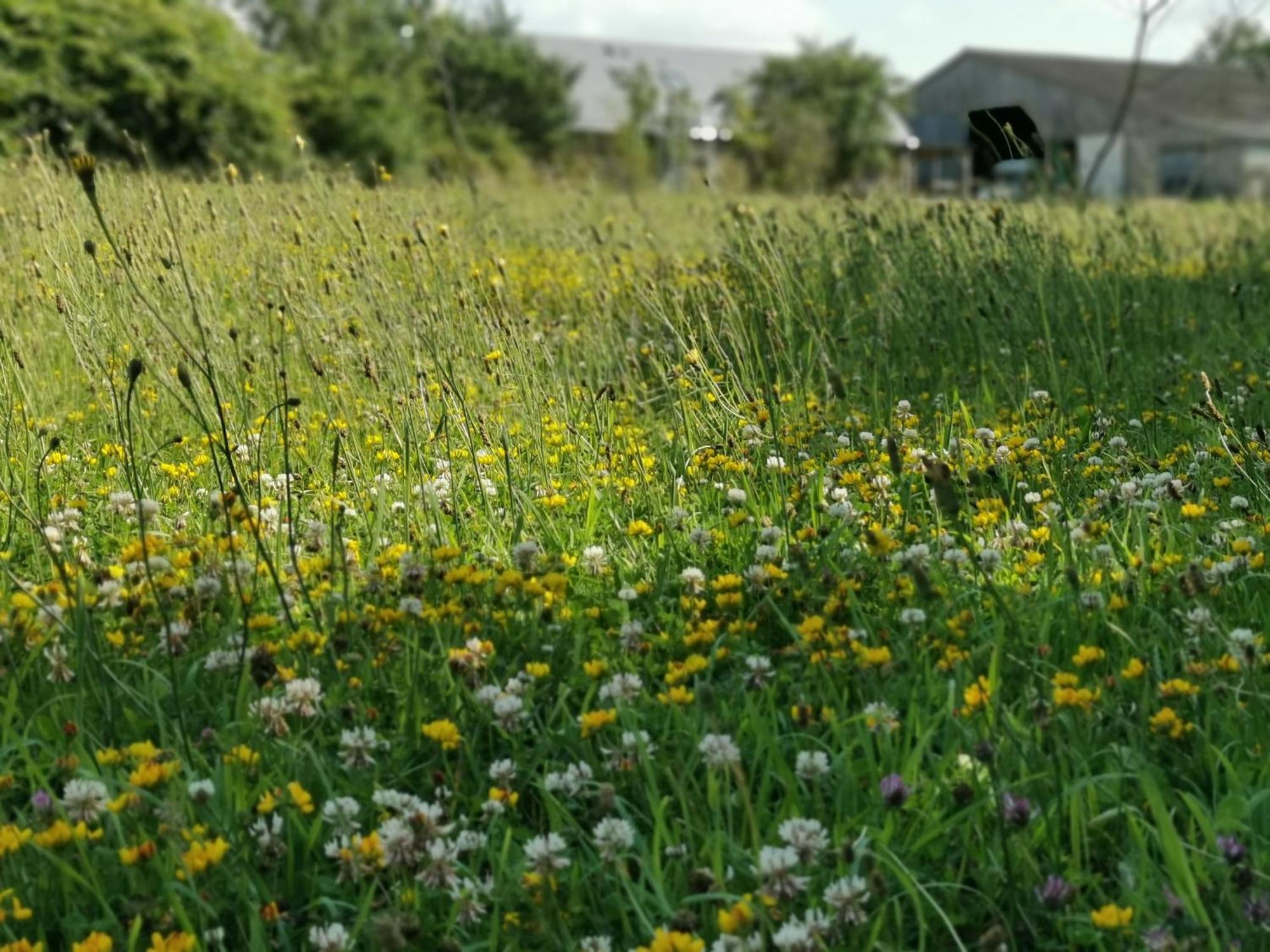 Les Gites De L'Hermine Plouigneau Buitenkant foto